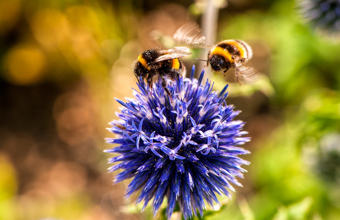 Domek dla Pszczół Murarek – Jaki Wybrać?